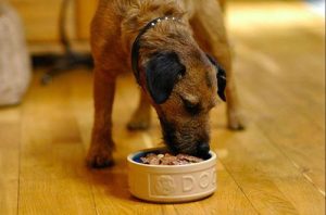 狗粮怎样喂狗最好(狗一天什么时候喂狗粮最好)-警犬训练器材厂家 _警犬训练用品_工作犬训练用品-南京开久警犬装备