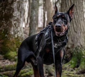 哪些狗适合看门(哪种狗适合看门)-警犬训练器材厂家 _警犬训练用品_工作犬训练用品-南京开久警犬装备