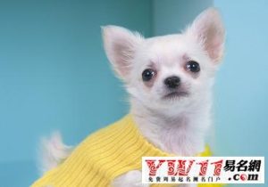 狗狗名字大全(狗狗名字大全 洋气点的公狗)-警犬训练器材厂家 _警犬训练用品_工作犬训练用品-南京开久警犬装备