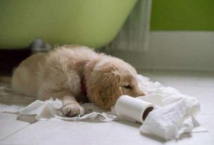 千万别再让狗狗罚站了-警犬训练器材厂家 _警犬训练用品_工作犬训练用品-南京开久警犬装备