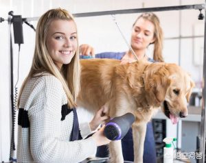 牵犬师收入(牵犬师是什么职业)-警犬训练器材厂家 _警犬训练用品_工作犬训练用品-南京开久警犬装备