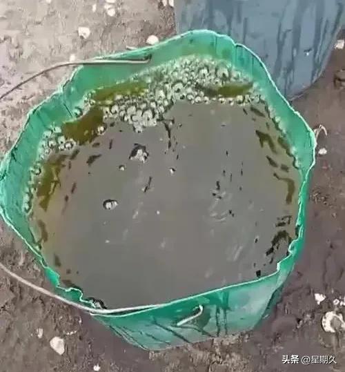 世界上最恐怖的小狗(世界上最恐怖的小狗照片) - 警犬训练器材厂家 _警犬训练用品_工作犬训练用品-南京开久警犬装备-警犬训练器材厂家 _警犬训练用品_工作犬训练用品-南京开久警犬装备