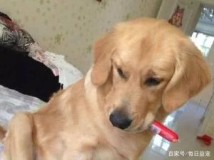 狗狗有病出去再也没回来萌宠-警犬训练器材厂家 _警犬训练用品_工作犬训练用品-南京开久警犬装备