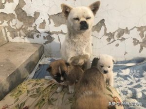 狗狗在生产之前有哪些症状？-警犬训练器材厂家 _警犬训练用品_工作犬训练用品-南京开久警犬装备