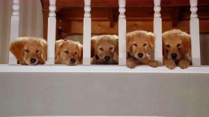 神犬小巴迪(神犬小巴迪国语版免费观看完整版)-警犬训练器材厂家 _警犬训练用品_工作犬训练用品-南京开久警犬装备