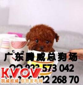 东莞买狗狗市场在哪里？东莞虎门狗狗市场-警犬训练器材厂家 _警犬训练用品_工作犬训练用品-南京开久警犬装备