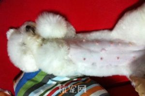 狗怀孕多久 *** 会变大   *** 疼是怀孕多久引起的-警犬训练器材厂家 _警犬训练用品_工作犬训练用品-南京开久警犬装备