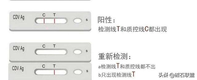 犬瘟热后遗症(犬瘟后遗症有哪些症状) - 警犬训练器材厂家 _警犬训练用品_工作犬训练用品-南京开久警犬装备-警犬训练器材厂家 _警犬训练用品_工作犬训练用品-南京开久警犬装备