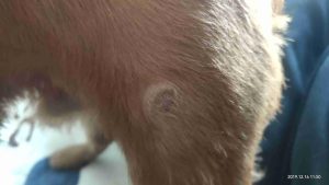 狗狗背上硬块越长越大(狗狗背上有硬块结痂)-警犬训练器材厂家 _警犬训练用品_工作犬训练用品-南京开久警犬装备