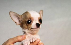 世界上最便宜的茶杯犬(世界上最小的狗茶杯犬)-警犬训练器材厂家 _警犬训练用品_工作犬训练用品-南京开久警犬装备