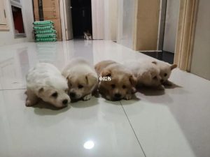 长沙狗狗领养网:长沙哪里有宠物领养的地方-警犬训练器材厂家 _警犬训练用品_工作犬训练用品-南京开久警犬装备