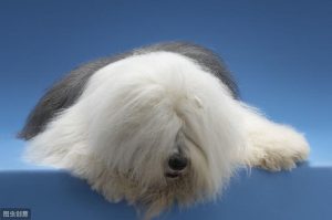 牧羊犬的品种大全  牧羊犬的品种大全哪个贵-警犬训练器材厂家 _警犬训练用品_工作犬训练用品-南京开久警犬装备