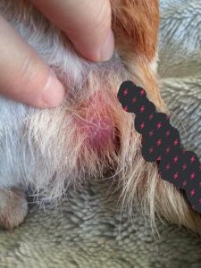 狗狗尾巴根旁边鼓了个包(狗狗尾巴旁边有个洞)-警犬训练器材厂家 _警犬训练用品_工作犬训练用品-南京开久警犬装备