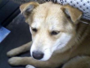 狐狸犬土狗(狐狸犬和土狗串的狗)-警犬训练器材厂家 _警犬训练用品_工作犬训练用品-南京开久警犬装备