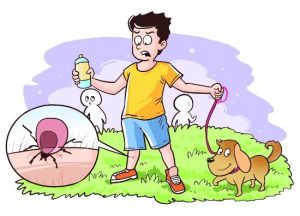 流浪狗身上有蜱虫怎么办(流浪狗身上有蜱虫会自己掉吗)-警犬训练器材厂家 _警犬训练用品_工作犬训练用品-南京开久警犬装备