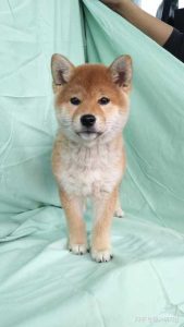 不纯的柴犬长大后的样子(尖嘴柴犬长大后是什么样子)-警犬训练器材厂家 _警犬训练用品_工作犬训练用品-南京开久警犬装备