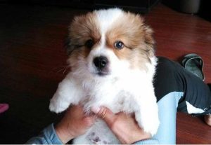 狗的串串是什么意思(纯种狗和串串是什么意思)-警犬训练器材厂家 _警犬训练用品_工作犬训练用品-南京开久警犬装备