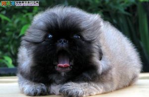 京巴狗的寿命(京巴狗的寿命最长多少)-警犬训练器材厂家 _警犬训练用品_工作犬训练用品-南京开久警犬装备