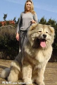 大型犬 *** (大型狗狗品种大全及 *** )-警犬训练器材厂家 _警犬训练用品_工作犬训练用品-南京开久警犬装备