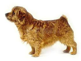 宠物狗品种(宠物狗的品种大全)-警犬训练器材厂家 _警犬训练用品_工作犬训练用品-南京开久警犬装备