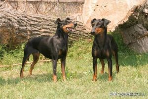 迷你杜宾和宾莎犬(迷你杜宾和宾莎犬区别)-警犬训练器材厂家 _警犬训练用品_工作犬训练用品-南京开久警犬装备