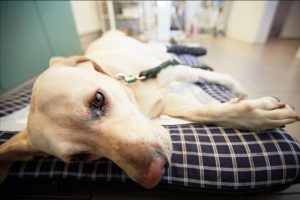 狗狗生病了怎么办?(狗病了怎么治疗好)-警犬训练器材厂家 _警犬训练用品_工作犬训练用品-南京开久警犬装备