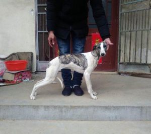 三特狗与二特哪个好？-警犬训练器材厂家 _警犬训练用品_工作犬训练用品-南京开久警犬装备