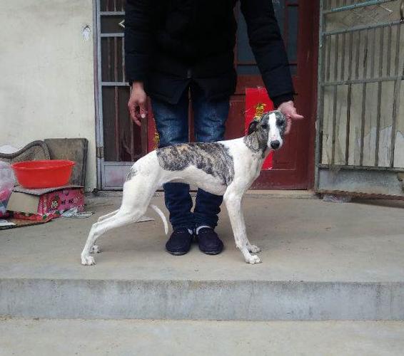 三特狗与二特哪个好？ - 警犬训练器材厂家 _警犬训练用品_工作犬训练用品-南京开久警犬装备-警犬训练器材厂家 _警犬训练用品_工作犬训练用品-南京开久警犬装备