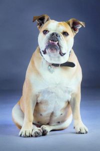 斗牛犬 *** (法国斗牛犬 *** )-警犬训练器材厂家 _警犬训练用品_工作犬训练用品-南京开久警犬装备