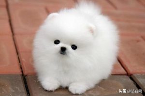 宠物狗取名字(适合狗狗的名字)-警犬训练器材厂家 _警犬训练用品_工作犬训练用品-南京开久警犬装备