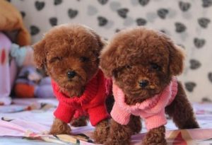 狗狗几岁毛色开始改变-警犬训练器材厂家 _警犬训练用品_工作犬训练用品-南京开久警犬装备