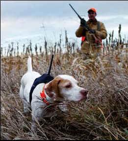 猎狗打猎(沃克猎犬打猎)-警犬训练器材厂家 _警犬训练用品_工作犬训练用品-南京开久警犬装备