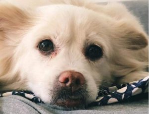 狗狗闷闷不乐什么回事(狗狗闷闷不乐 趴着不动怎么办)-警犬训练器材厂家 _警犬训练用品_工作犬训练用品-南京开久警犬装备