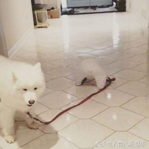 小白熊狗  小白熊狗长大啥样子-警犬训练器材厂家 _警犬训练用品_工作犬训练用品-南京开久警犬装备