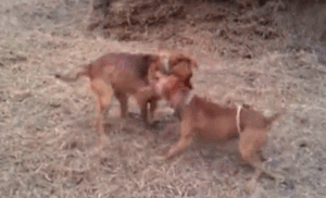 狼狗打架-警犬训练器材厂家 _警犬训练用品_工作犬训练用品-南京开久警犬装备