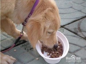 狗狗吃点硬东西就想呕吐是什么原因-警犬训练器材厂家 _警犬训练用品_工作犬训练用品-南京开久警犬装备