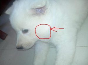 狗下巴到脖子有大包软-警犬训练器材厂家 _警犬训练用品_工作犬训练用品-南京开久警犬装备