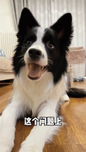 狗狗智商排名(狗狗智商排名)-警犬训练器材厂家 _警犬训练用品_工作犬训练用品-南京开久警犬装备