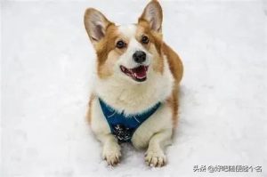 狗狗开心的表现  泰迪狗狗开心的表现-警犬训练器材厂家 _警犬训练用品_工作犬训练用品-南京开久警犬装备