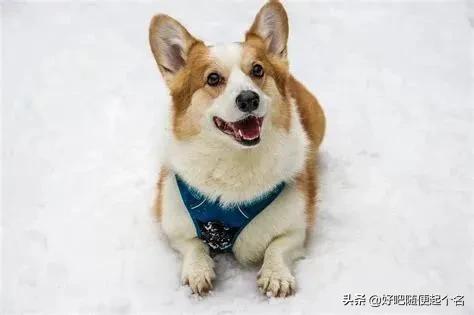 狗狗开心的表现 泰迪狗狗开心的表现 - 警犬训练器材厂家 _警犬训练用品_工作犬训练用品-南京开久警犬装备-警犬训练器材厂家 _警犬训练用品_工作犬训练用品-南京开久警犬装备