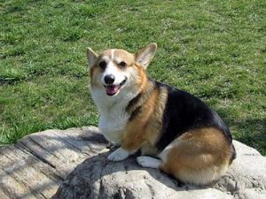 如何训练柯基犬？怎样训练柯基犬听话-警犬训练器材厂家 _警犬训练用品_工作犬训练用品-南京开久警犬装备