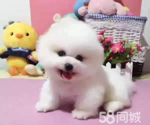 狗狗交易论坛:宠物交易平台哪个好-警犬训练器材厂家 _警犬训练用品_工作犬训练用品-南京开久警犬装备