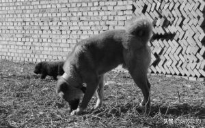 呆萌笨狗品种，农村小笨狗是什么品种-警犬训练器材厂家 _警犬训练用品_工作犬训练用品-南京开久警犬装备