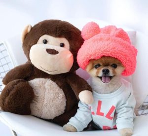 博美犬吃什么？博美犬吃什么食物-警犬训练器材厂家 _警犬训练用品_工作犬训练用品-南京开久警犬装备