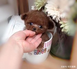 茶杯犬是怎么做出来的-警犬训练器材厂家 _警犬训练用品_工作犬训练用品-南京开久警犬装备