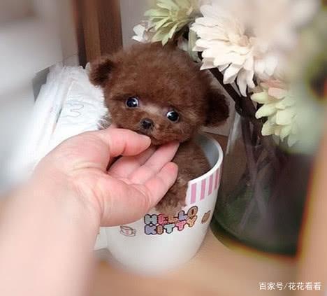 茶杯犬是怎么做出来的 - 警犬训练器材厂家 _警犬训练用品_工作犬训练用品-南京开久警犬装备-警犬训练器材厂家 _警犬训练用品_工作犬训练用品-南京开久警犬装备