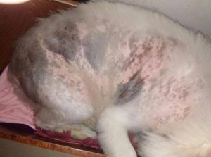 狗得了真菌性肠炎(真菌性肠炎的症状)-警犬训练器材厂家 _警犬训练用品_工作犬训练用品-南京开久警犬装备