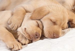 什么叫星期狗(什么叫星期猫星期狗)-警犬训练器材厂家 _警犬训练用品_工作犬训练用品-南京开久警犬装备