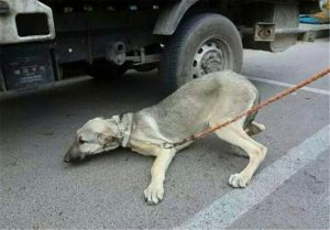 狗浑身无力像要死了一样(老人浑身无力是不是要死了)-警犬训练器材厂家 _警犬训练用品_工作犬训练用品-南京开久警犬装备