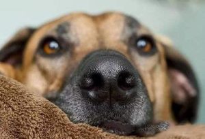 狗狗不为人知的十个秘密-警犬训练器材厂家 _警犬训练用品_工作犬训练用品-南京开久警犬装备